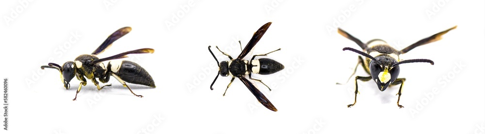 Euodynerus bidens - two toothed Eumenine mason wasp. Three views isolated on white background Euodynerus bidens - two toothed Eumenine mason wasp. Three views isolated on white background