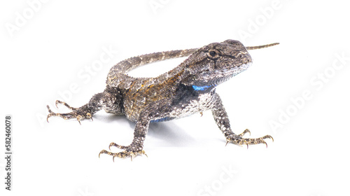 Male eastern fence lizard or swift -Sceloporus undulatus - isolated on white background.  Blue belly and neck visible