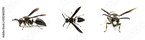 Euodynerus bidens - two toothed Eumenine mason wasp.  Three views isolated on white background © Chase D’Animulls