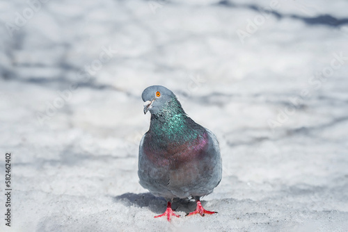 A beautiful pigeon sits on the snow in a city park in winter...