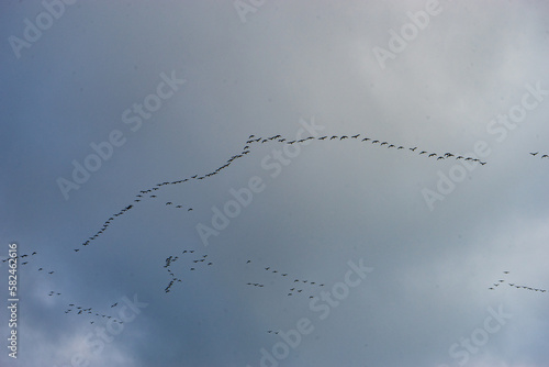 Bird-pattern in the sky