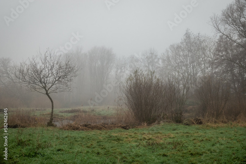landscape in the fog