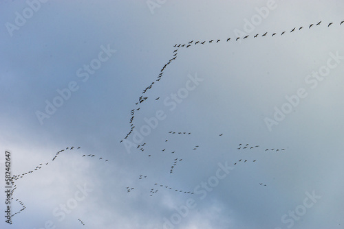 Bird-pattern in the sky 