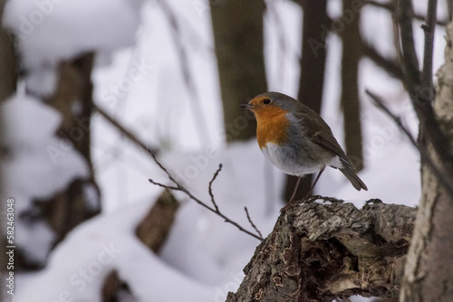 robin in snow © niklas storm
