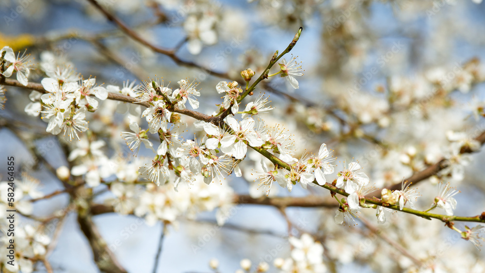 (Prunus spinosa) Close up on spiny an tangled blackish branches of Blackthorn covered with profuse pur white to creamy white flowers in late winter
(Prunus spinosa) Close up on spiny an tangled blackish branches of Blackthorn covered with profuse pur white to creamy white flowers in late winter