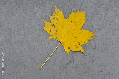 sycamore leaf on slate from above