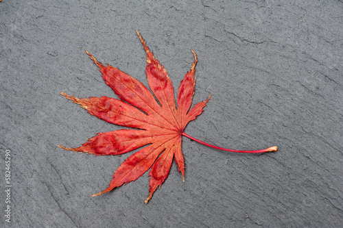 red maple leaf in autumn colour on slate from above