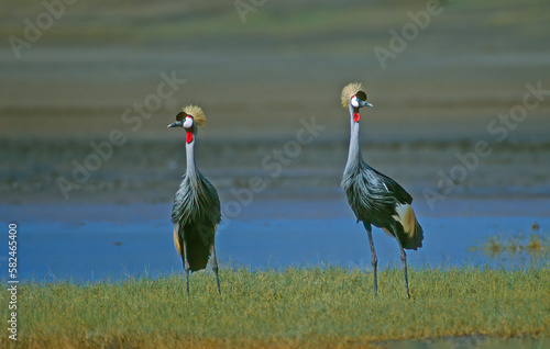 Pair of grey crowned cranes