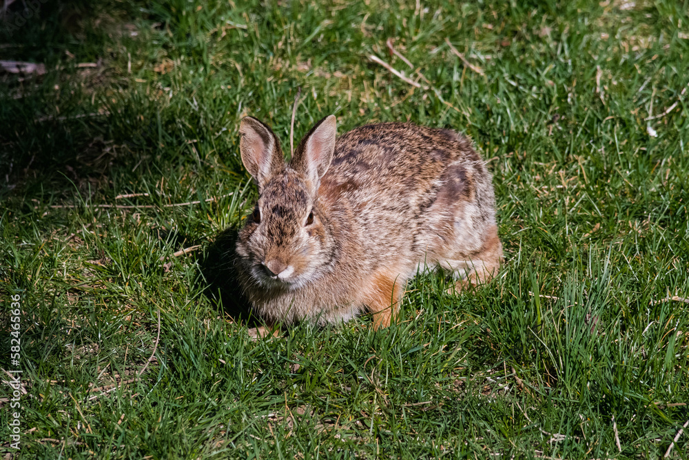 Fototapeta premium Rabbit in grass