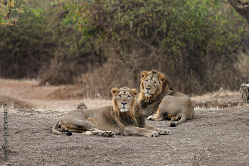 Rising Kings: The Majestic Journey of Jay and Veeru photo