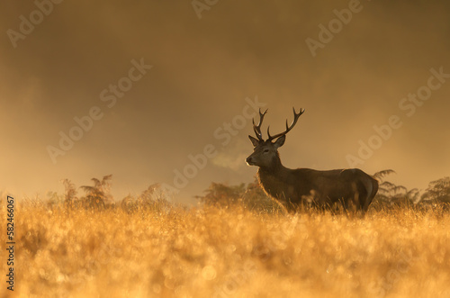 Red Deer stag during rutting season at sunrise