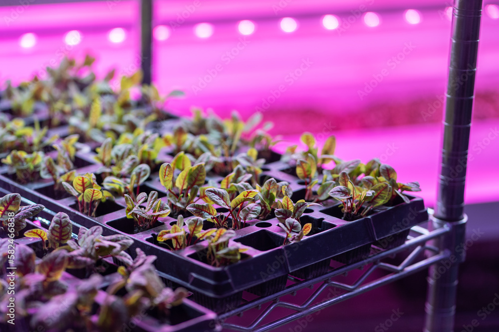 Seedlings of Swiss chard growing in hothouse under purple LED light. Hydroponics indoor vegetable plant factory. Greenhouse with agricultural cultures and led lighting equipment. Green salad farm.  - obrazy, fototapety, plakaty 