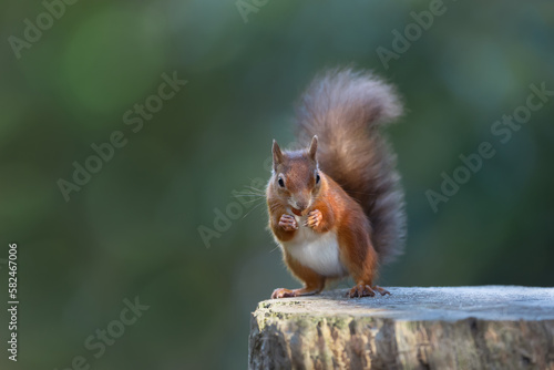 Red squirrel eating a nut on a tree log