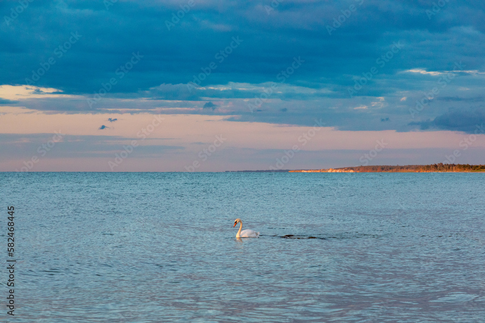 Naklejka premium Schwan auf der Ostsee.