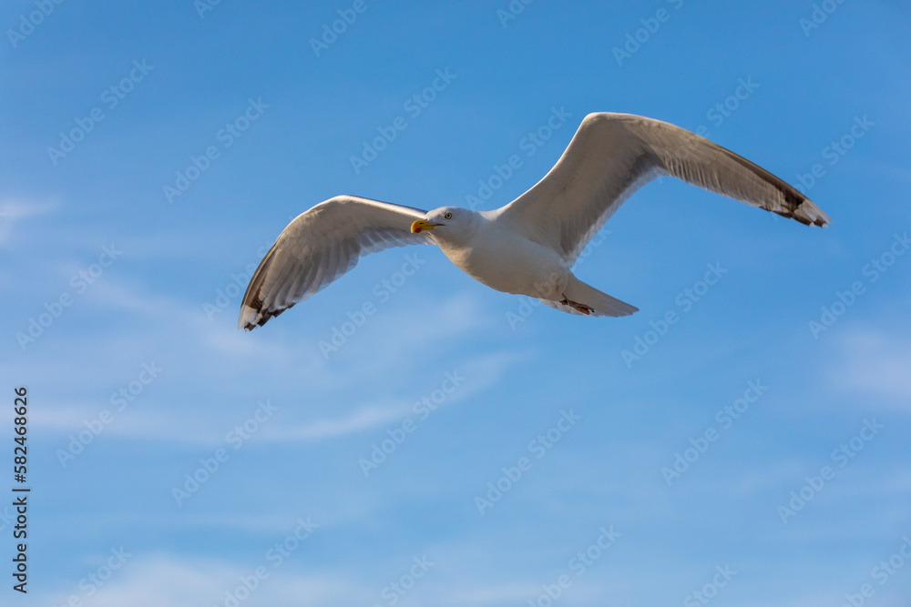 Fototapeta premium Möve im Flug.