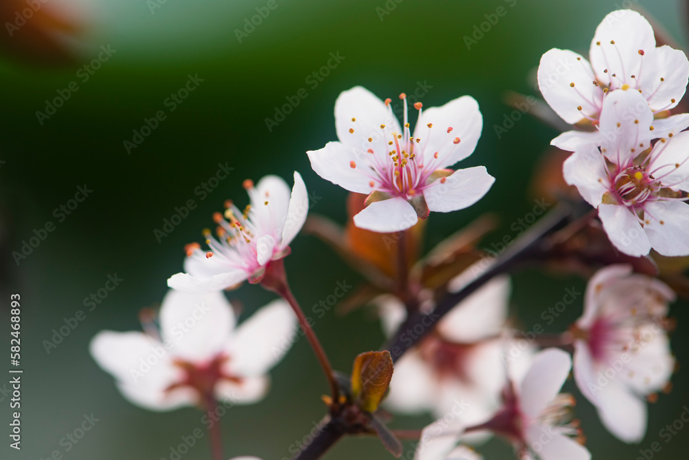 Obraz premium Purple leaf plum blossoms blooming under the blue sky, outdoor nature. Pink plum blossom with purple leaves, dreamlike romantic image of spring, panoramic scenery
