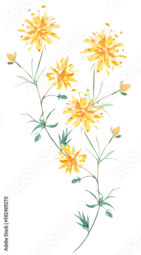 Watercolor meadow and wild flower.Botanical blossom floral elements.Herbs  weed  wild plants  blooming yellow flower.