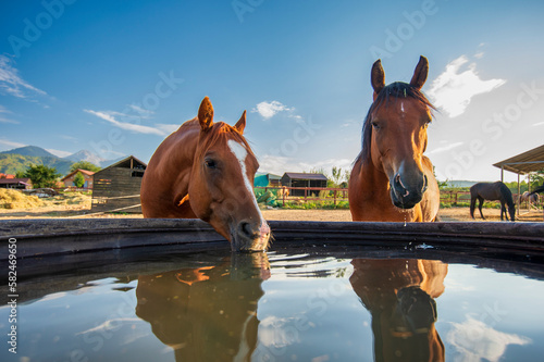 Wallpaper Mural Watering hole for horses on the farm Torontodigital.ca