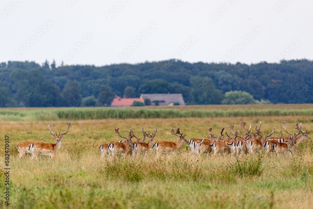 Damhirsche auf Wiese. Damhirsche auf Wiese.
