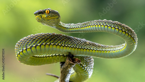 Canvas Print Green viper snake in close up