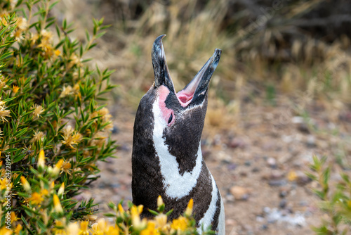 A Magellanic Penguin calling at Punta Tombo nature reserve near Puerto Madryn, Argentina. Magellanic penguins perform a variety of vocalizations. 