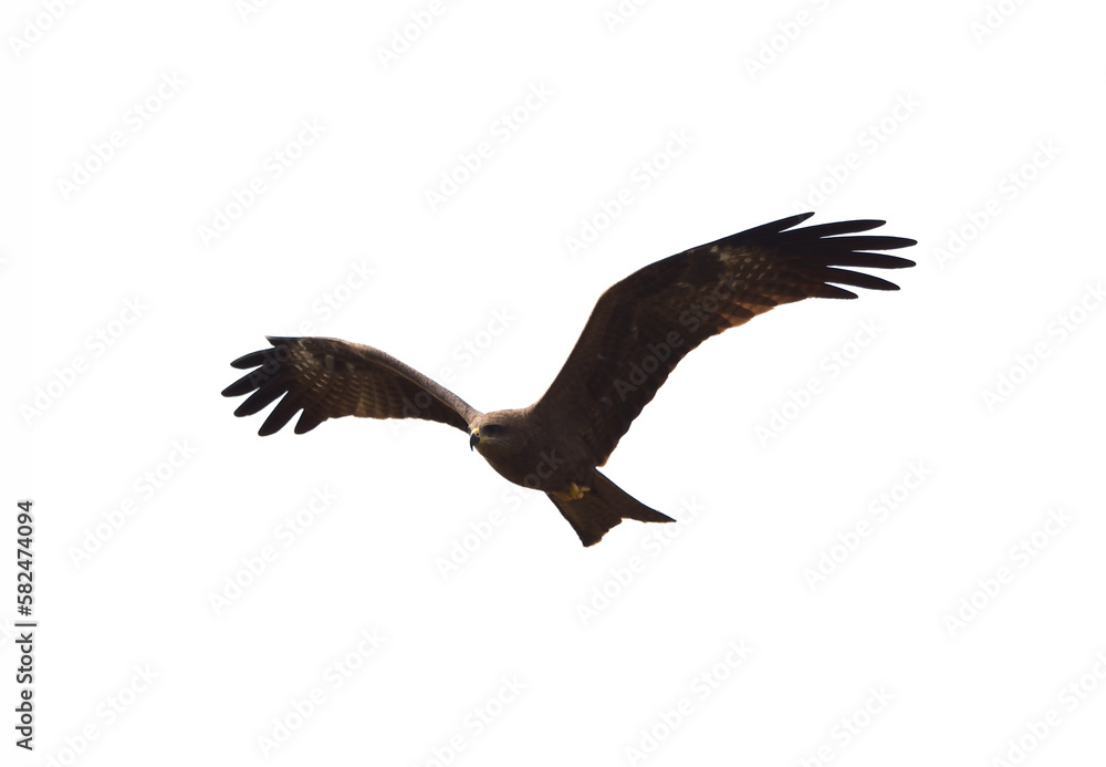 Obraz premium Black kite or Pariah kite flying on white background