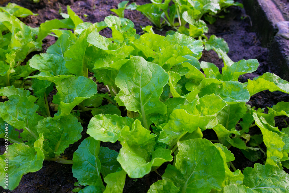 Fototapeta premium Vegetable in green farm. Planting famous fresh vegetable.