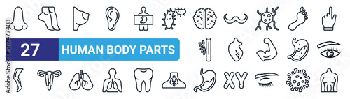 set of 27 thin line human body parts icons such as male e of a line, tiptoe feet, bosom, mustache curled tip variant, human heart, uterus and fallopian tube, human abdomen, breast vector icons for