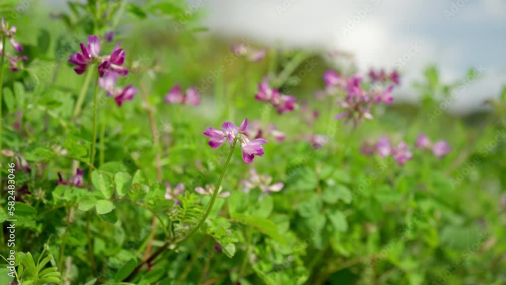 畦道に咲くレンゲの花 畦道に咲くレンゲの花