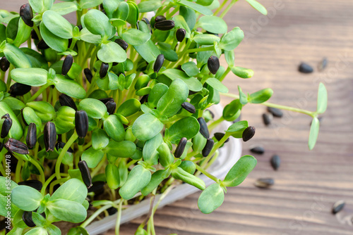microgreens in transparent trays, young sunflower sprouts, dietary and healthy food