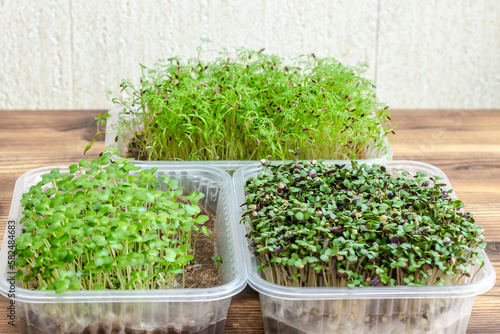 microgreens in transparent trays, young sprouts of different plants: mustard, radishes, dill, diet and healthy eating