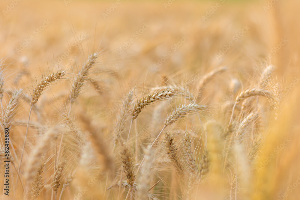 Fototapeta premium Golden wheat field in Chiangmai, Thailand