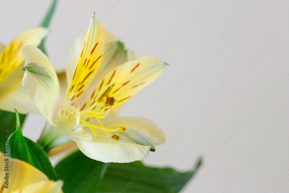 Fototapeta premium Alstroemeria flowers (Peruvian lily or Lily of the Incas) on white background.