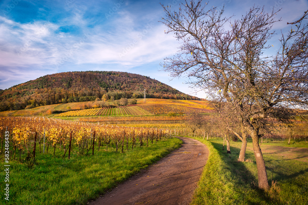 Vineyards in Pfalz at autumn time, Germany