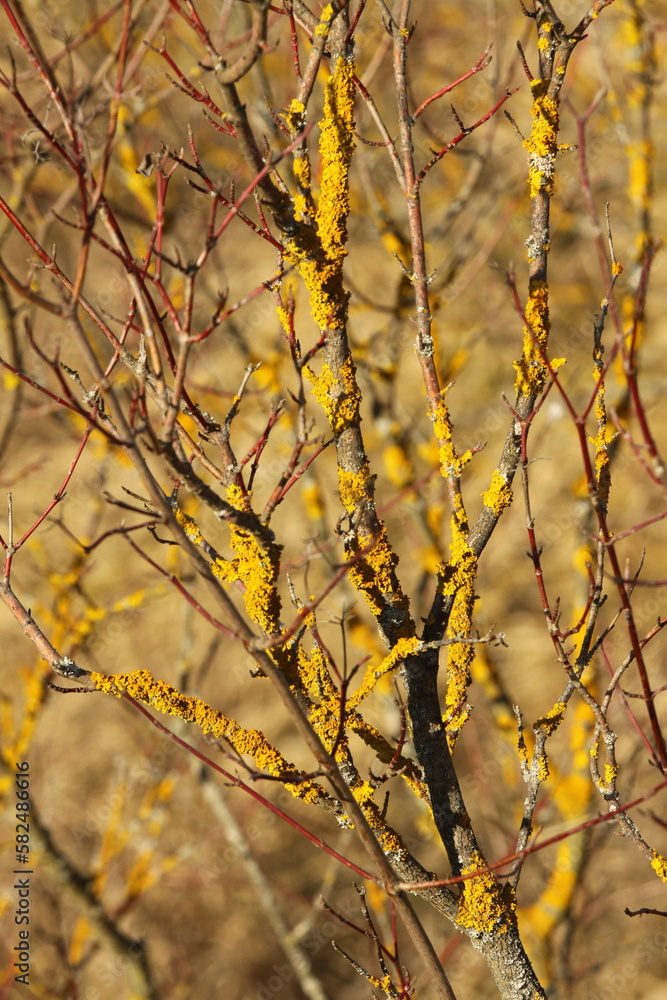 branches of a bush covered in yellow lichen branches of a bush covered in yellow lichen