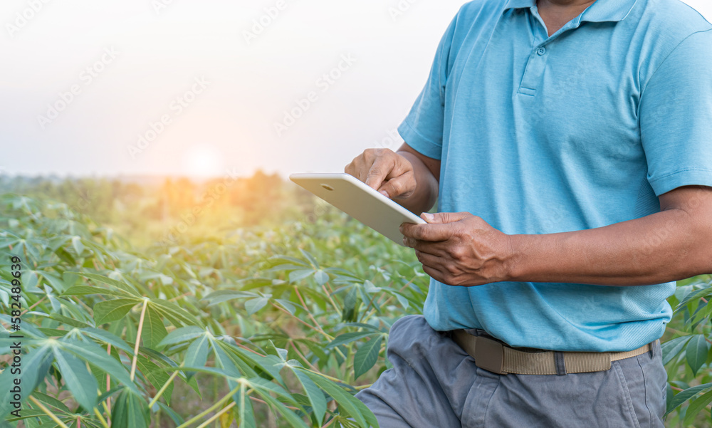 Farmer checking condition of cassava and record on tablet. Working in agriculture by using technology to assist in the works. Track of the quality and growth by AI smart farming application on tablet
