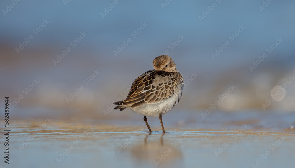 Dunlin - young bird at a seashore on the autumn migration way Dunlin - young bird at a seashore on the autumn migration way
