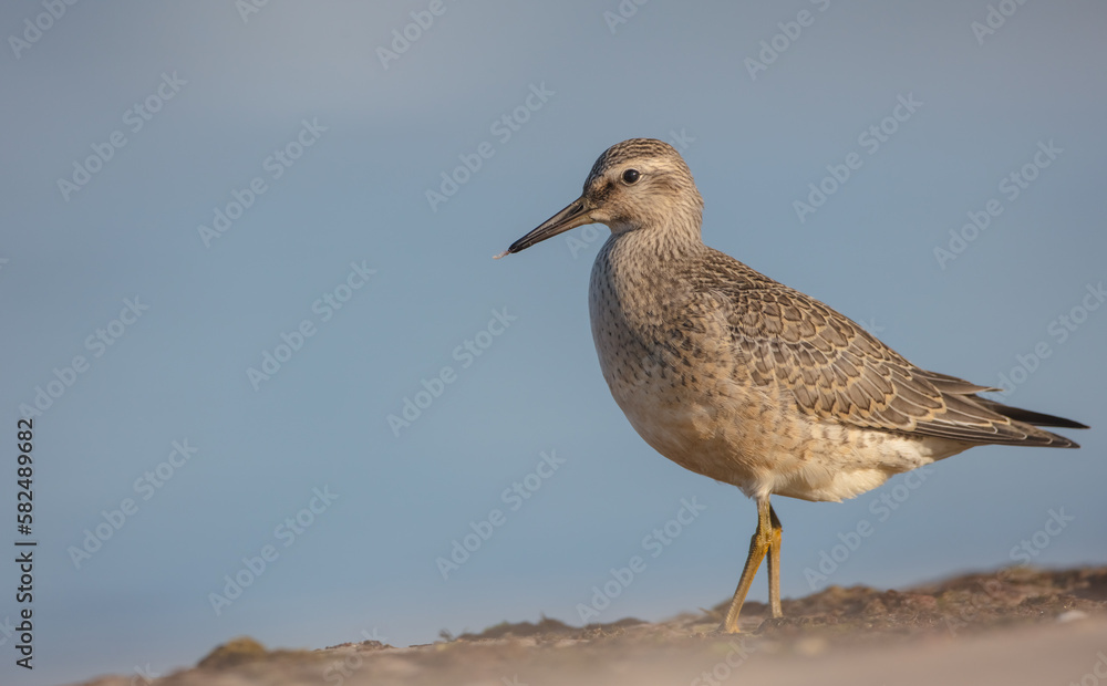Red Knot - on the autumn migration way at a seashore Red Knot - on the autumn migration way at a seashore