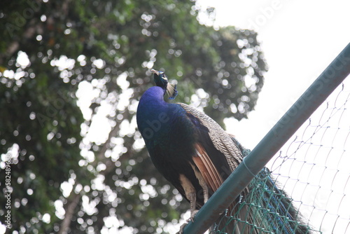 Peacock seating on the fence