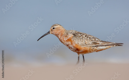 The curlew sandpiper - adult bird at a seashore on the autumn migration way