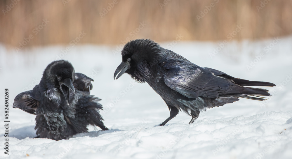Common Raven - two birds in early spring at a wet forest Common Raven - two birds in early spring at a wet forest