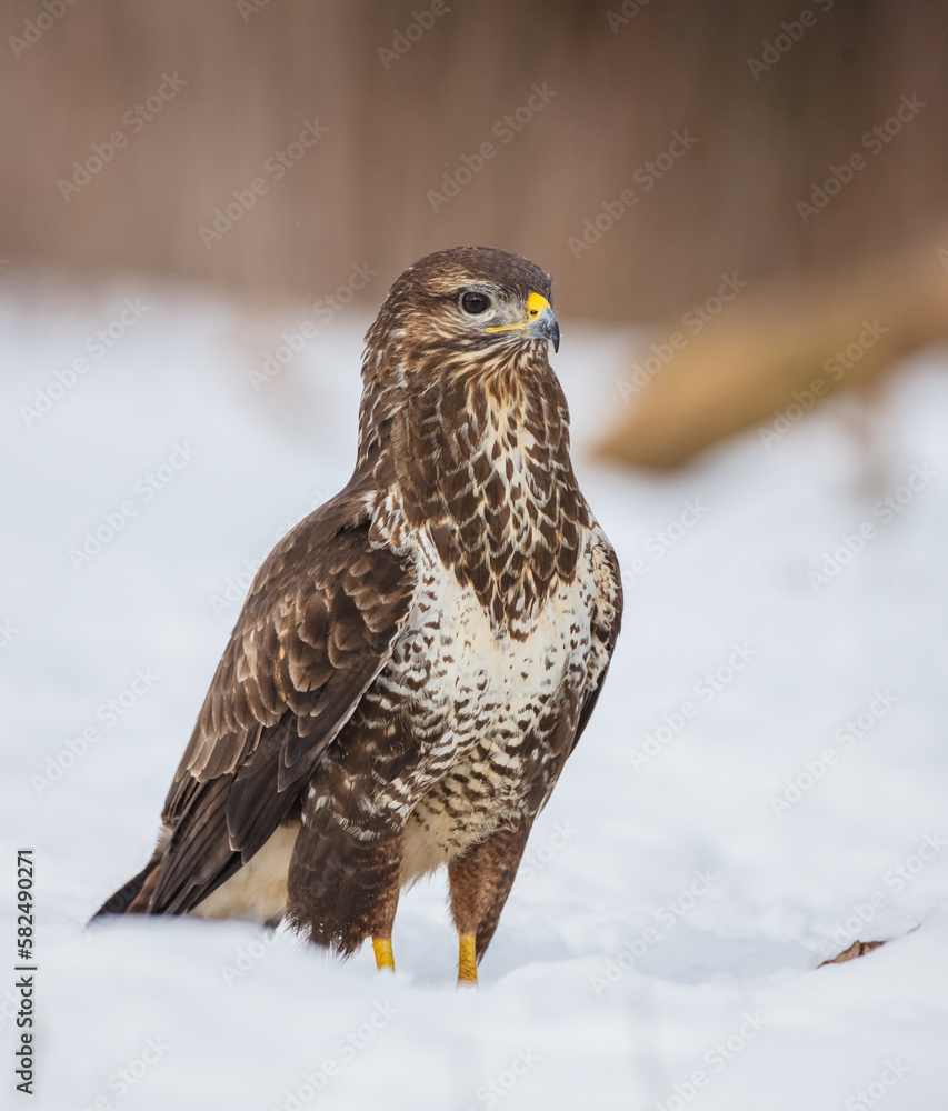 Common Buzzard in early spring at a wet forest Common Buzzard in early spring at a wet forest