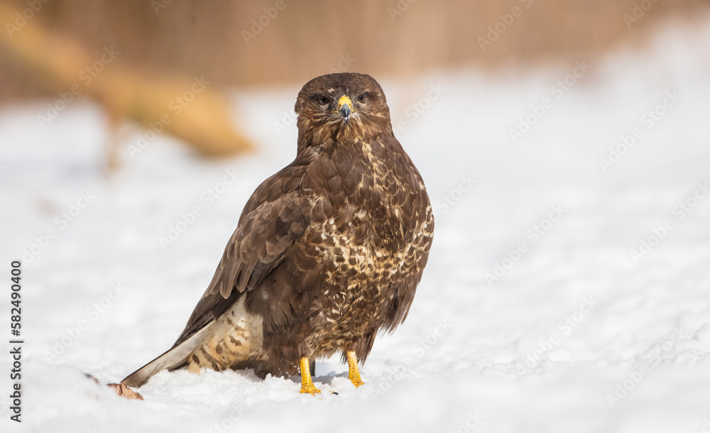 Common Buzzard in early spring at a wet forest Common Buzzard in early spring at a wet forest