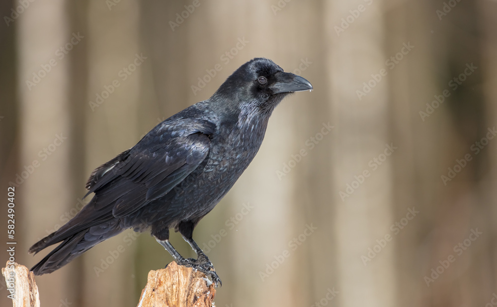 Fototapeta premium Common Raven - in winter at a wet forest