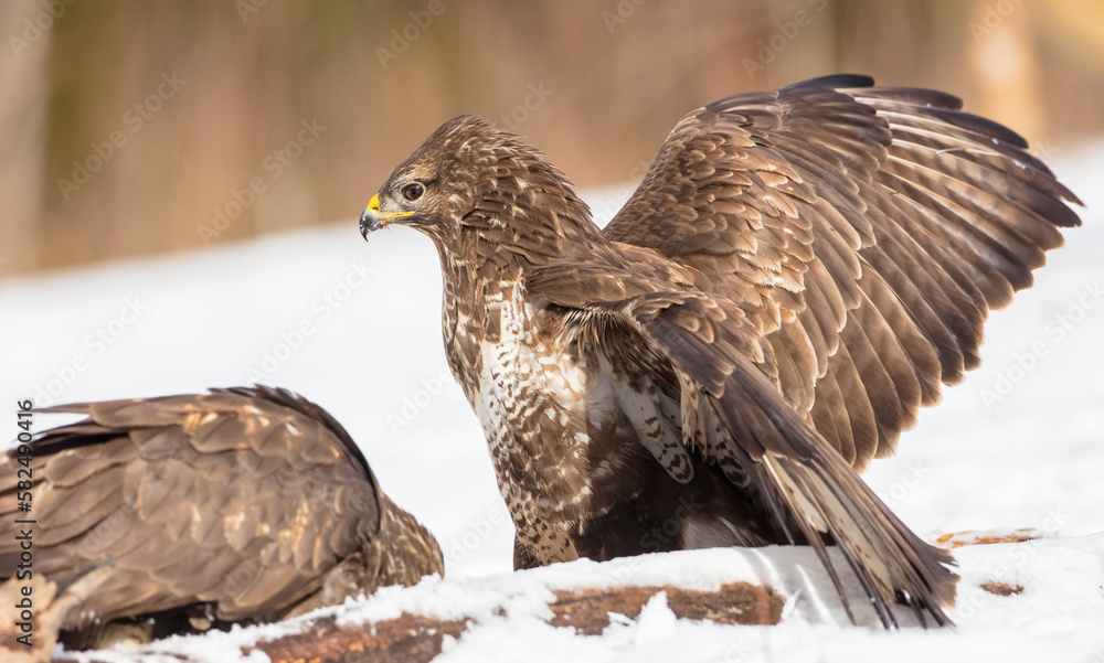Common Buzzard  - two birds in early spring at a wet forest
