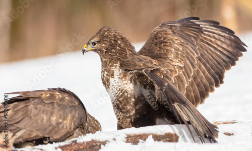 Common Buzzard - two birds in early spring at a wet forest