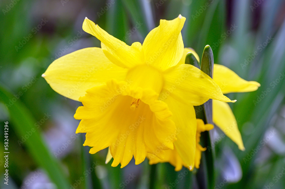 Daffodil in bloom. Close up of the head of a daffodil. Macro photography of a yellow flower in Beckenham, Kent, UK. Daffodil in bloom. Close up of the head of a daffodil. Macro photography of a yellow flower in Beckenham, Kent, UK.