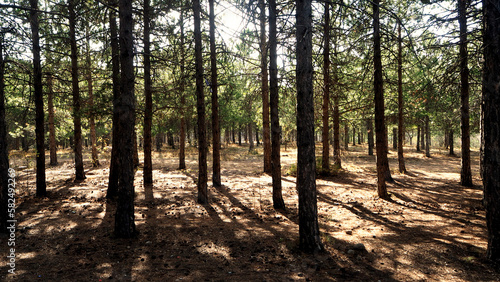 Pine trees and pathway in autumn photo