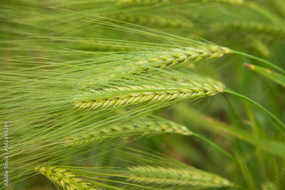 Winter Morning dew-wet Barley Spike in the harvest field. Selective Focus Winter Morning dew-wet Barley Spike in the harvest field. Selective Focus