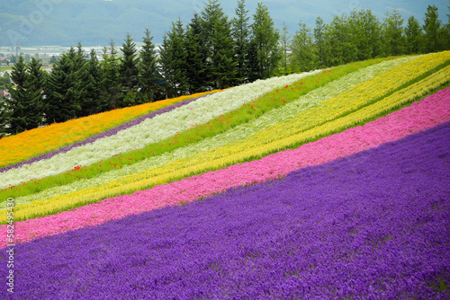 Lavender is a flowering plant in Japan